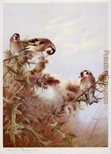 Goldfinches on Thistles painting - Archibald Thorburn Goldfinches on Thistles art painting